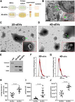 Small extracellular vesicles derived from four dimensional-culture of mesenchymal stem cells induce alternatively activated macrophages by upregulating IGFBP2/EGFR to attenuate inflammation in the spinal cord injury of rats